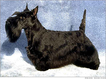 Best watchdog:<br>A Scottish terrier