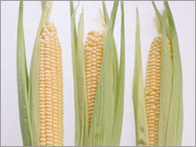 corn.03.jpg