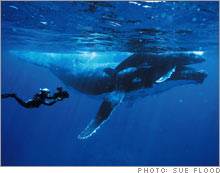 whale.03.jpg