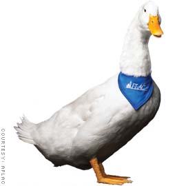 AFLAC Duck